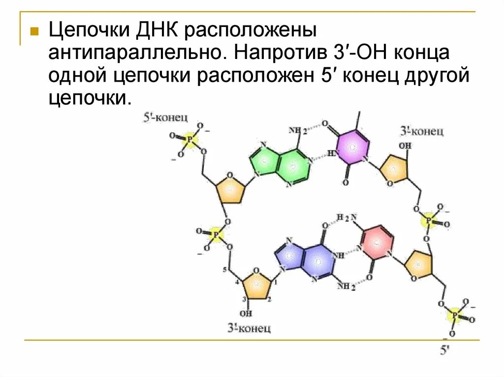 Днк штрих концы. Строение 3’, 5’ концов цепей ДНК.. Строение ДНК 5 И 3 концы. Строение ДНК 3 конец и 5 конец. 5 Штрих и 3 штрих концы молекул.