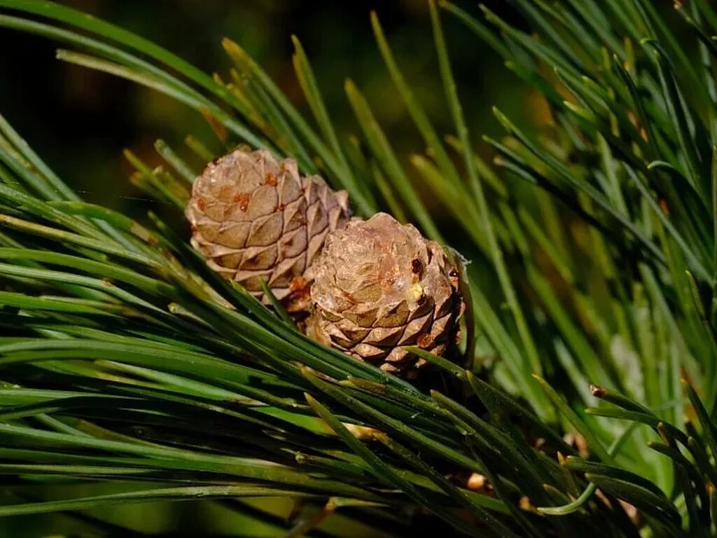 Кедр Сибирский хвоинки. Сосна Сибирская хвоинки. Pinus Sylvestris шишки. Сосна Кедровая Сибирская хвоя.