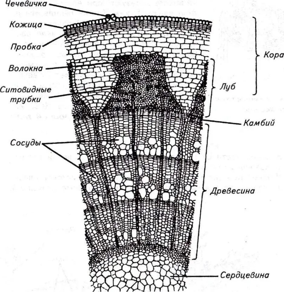 Срезы егэ. Строение стебля липы поперечный срез. Поперечный срез стебля древесного растения строение. Внутреннее строение стебля поперечный срез. Поперечный срез ветки липы с подписями.