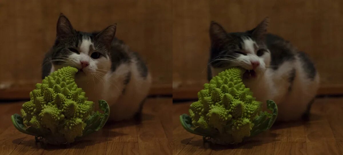 Кот в капусте. Кот с капустой. котик в капусте. капуста романеско. кочерыжка кот.