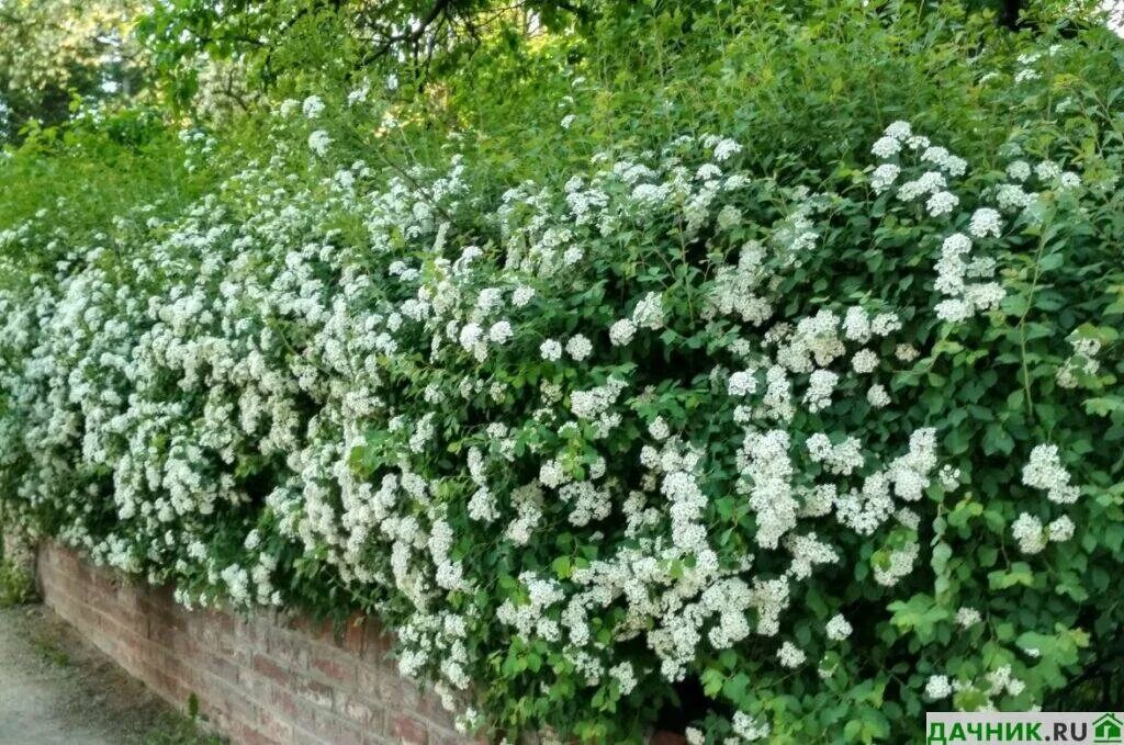 Чубушник венечный живая изгородь. Чубушник живая. Чубушник бледный изгородь. Чубушник живая изгородь. Чубушник венечный живая изгородь.