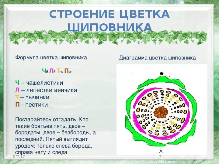 Формула и диаграмма цветка шиповника. Формула цветка семейства класса двудольные. Розоцветные диаграмма цветка. Строение цветка розоцветных. Шиповник майский формула цветка.