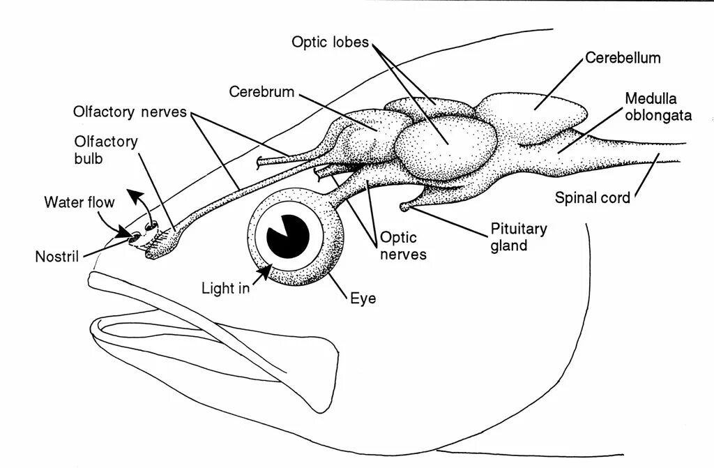 Brain fish. Анатомия рыбы для рисования. Мозг рыбы. Головной мозг рыбы. Нервная система рыб картинки.