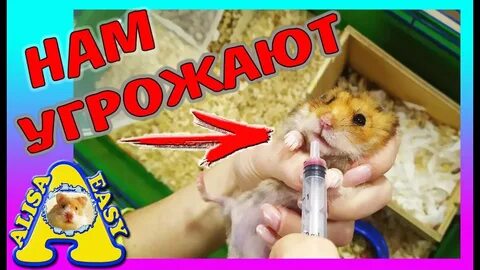 Алиса дай мне хомяка