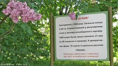 В ботаническом саду 15 кустов сирени две