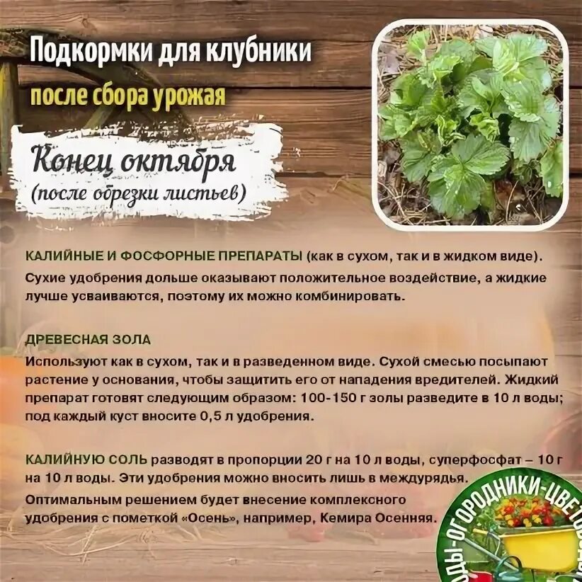 Удобрение для клубники после сбора урожая. Дары октября клубника.