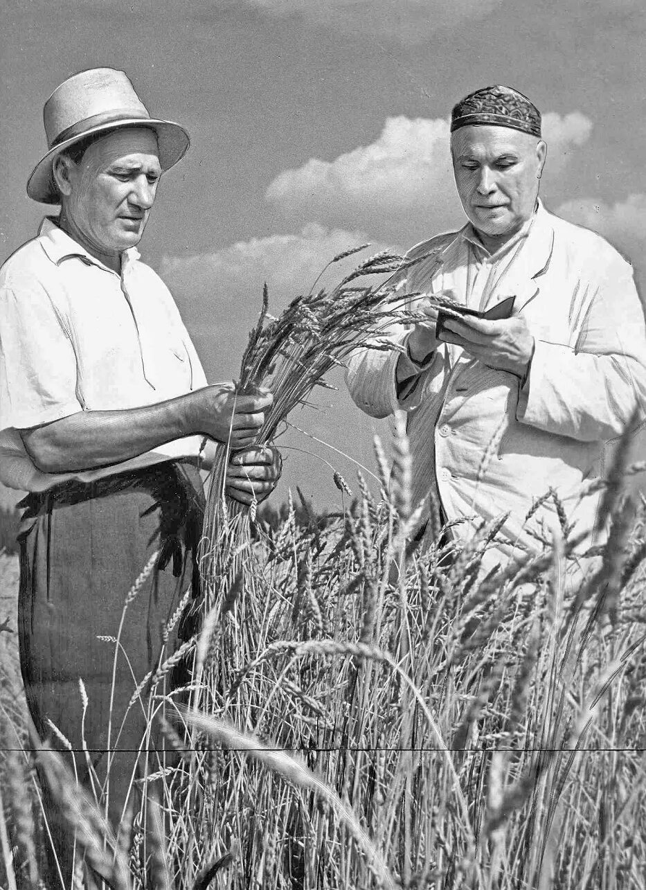 Освоение целины Хрущев. Советский агроном. Целина в СССР. Хороший труженик