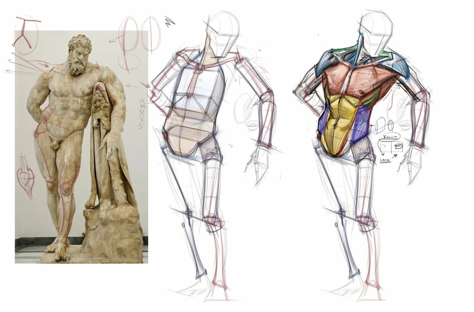 Фигура человека анатомия. Готфрид Баммес анатомия. Зарисовки тела человека.