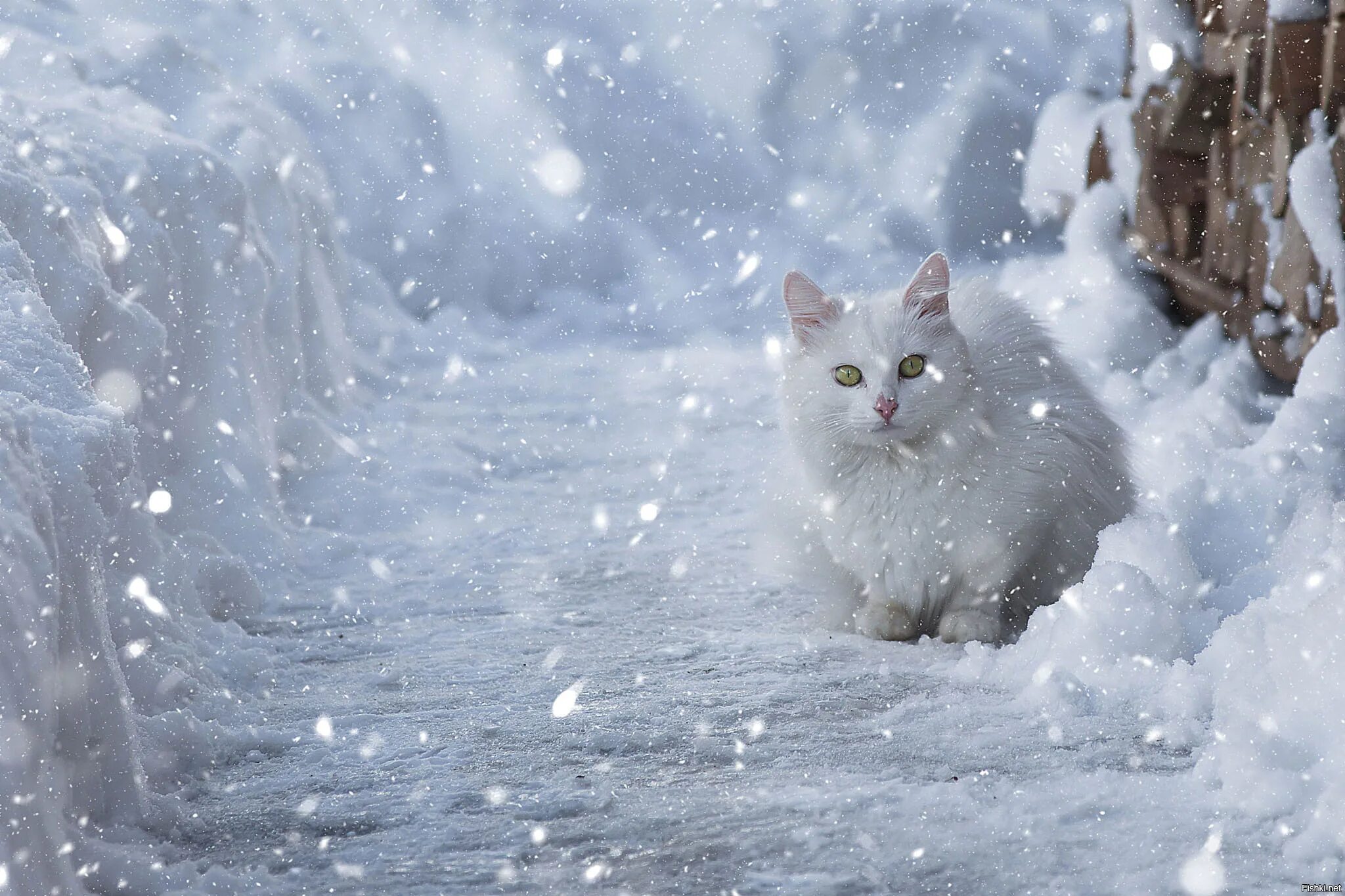 Снегопад ночью. Метель в городе. Ночью пушистым метель. Метель ночью. Ночью пушистым метель.