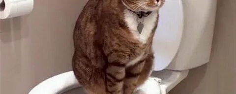 Почему кошка писать кровью