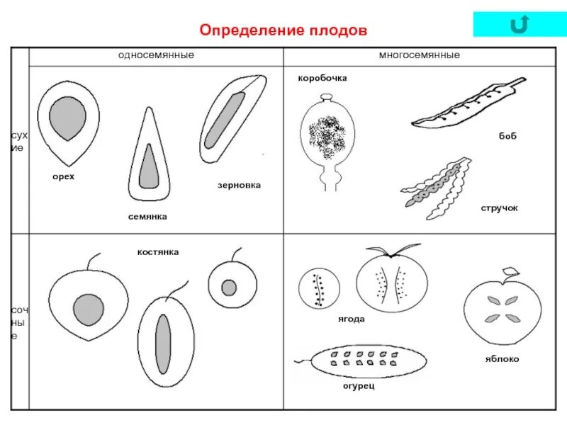 Зерновка боб ягода