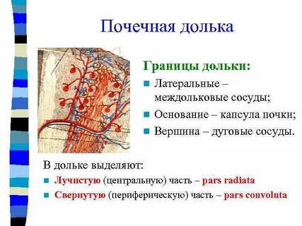 Ткани почки