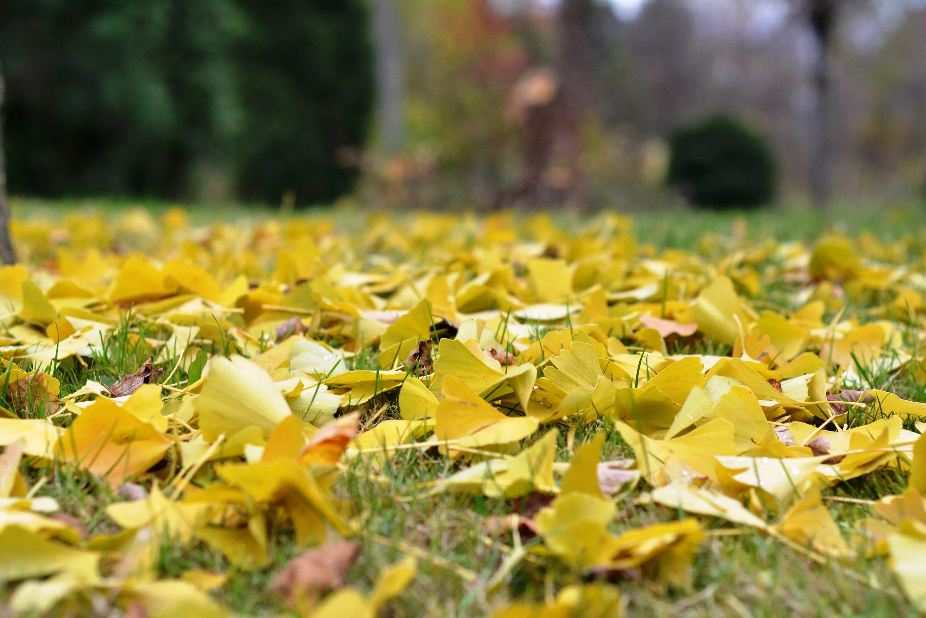 Желтый лист. Листва. Желтая осень. Растения с желтыми листьями. Leaves on the back