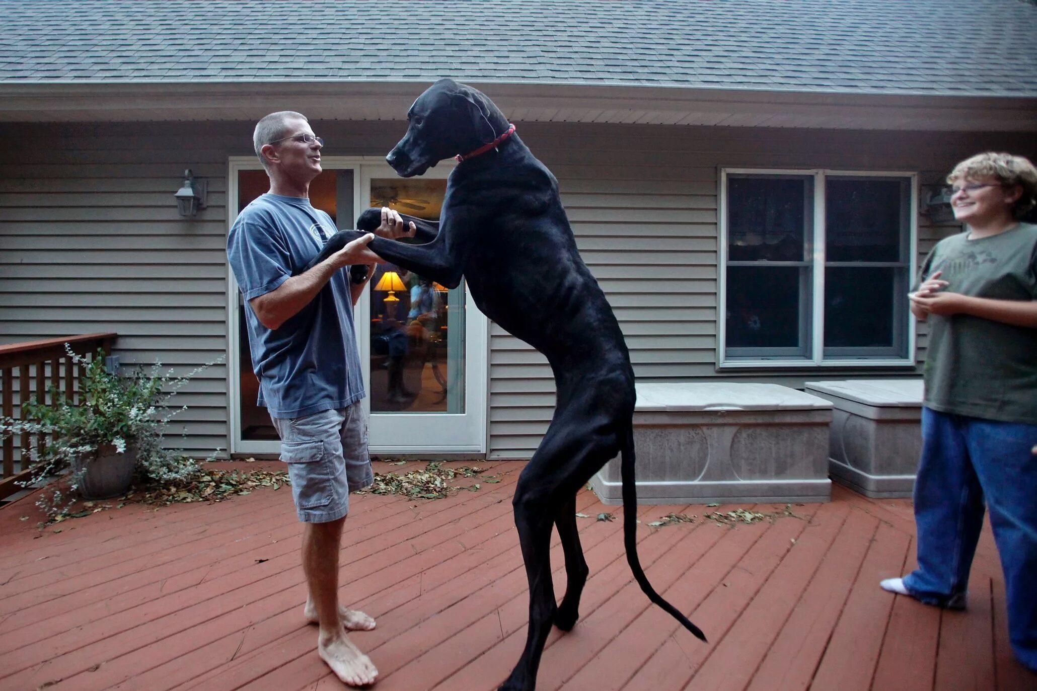 Большие доги собаки. Немецкий дог по кличке Зевс. Немецкий дог Зевс рост. Немецкий дог Зевс самая высокая собака в мире. Мастиф Зевс.