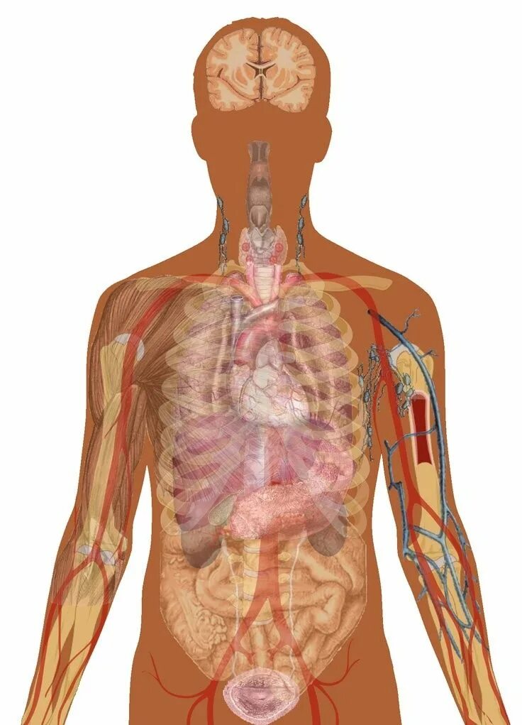 Human organs. Организм человека. Человеческий организм. Тело человека. Анатомия тела.