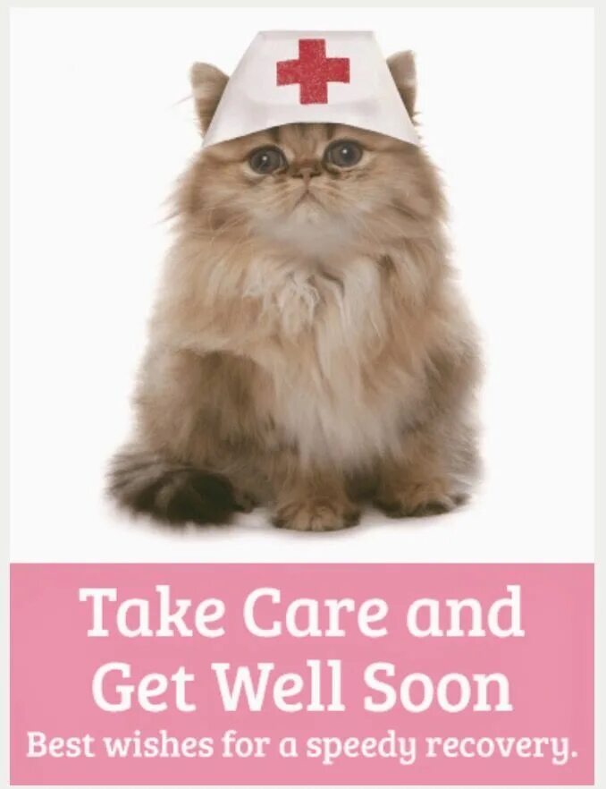 Getting a cat. Getting a cat