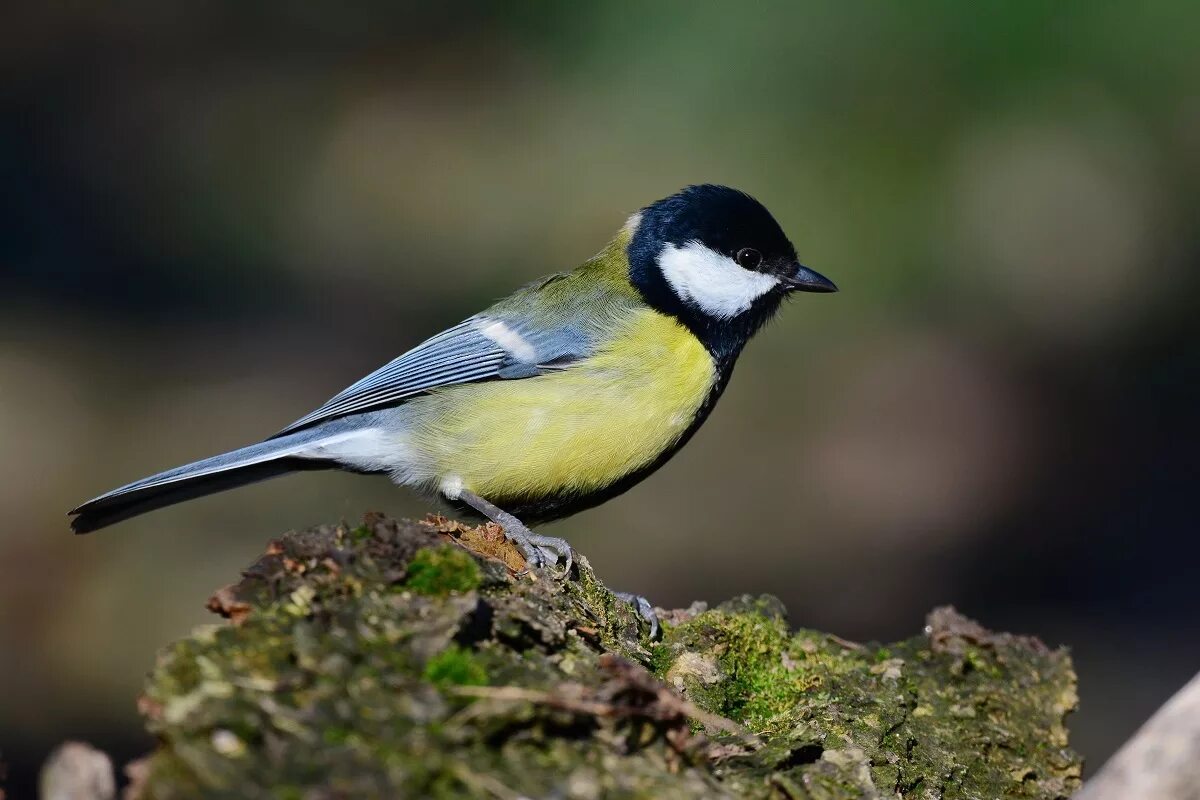 Синичка картинка. Большая синица Parus Major. Птичка синица лазоревка. Большая синица и синица лазоревка. Лазоревка и большая синица.