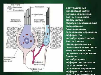 Клетка 1 канал