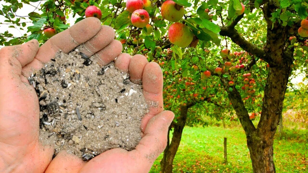 Подкормка яблонь весной для большого урожая. Подкормка яблони. Яблоня в огороде. Удобрение для плодовых деревьев. Удобрение для яблони осень.