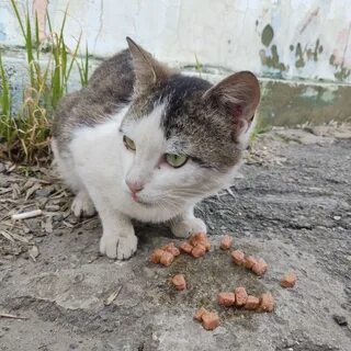 Животные донецк