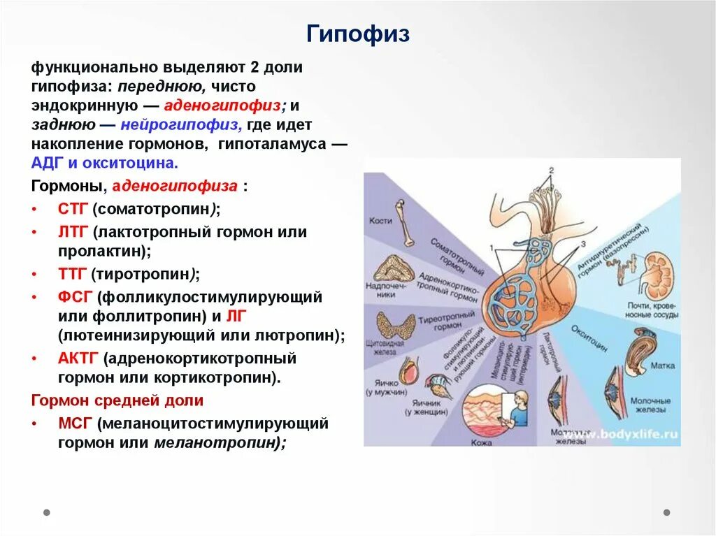 Строение и функциональное значение