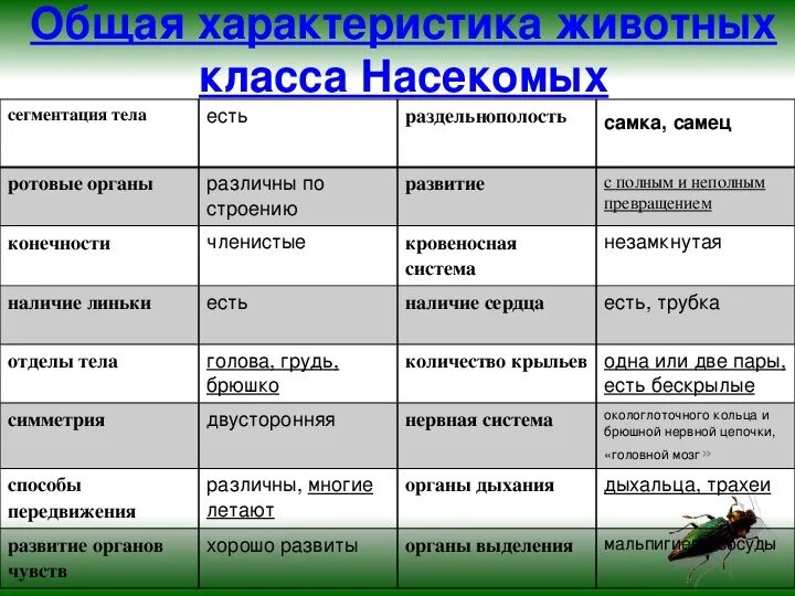 Таблица групп животных 3 класс. Таблица насекомые 7 класс биология общая характеристика. Характеристика класса насекомые 7 класс биология таблица. Характеристика насекомых 7 класс биология. Биология 7 кл таблица отряды насекомых.