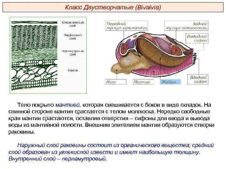 Тело моллюска имеет мантию. Тип моллюски класс двустворчатые общая характеристика. Общая характеристика класс двухстворчатый. Общая характеристика класса двустворчатые. Класс двустворчатые характеристика.