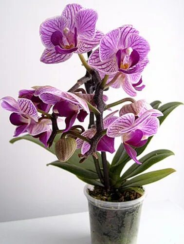 Мини орхидея сорта фото Free photo: Orchid Blooming, Flower, Fragrance Free Download Jooinn