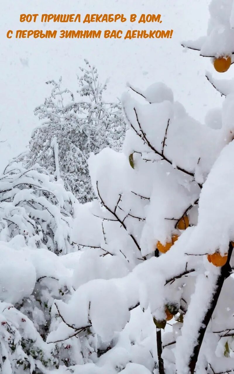 Декабрь пришел. Снежная пелена на деревьях. Декабрь картинки с надписью. Персик дерево зимой. Был прийти в декабре