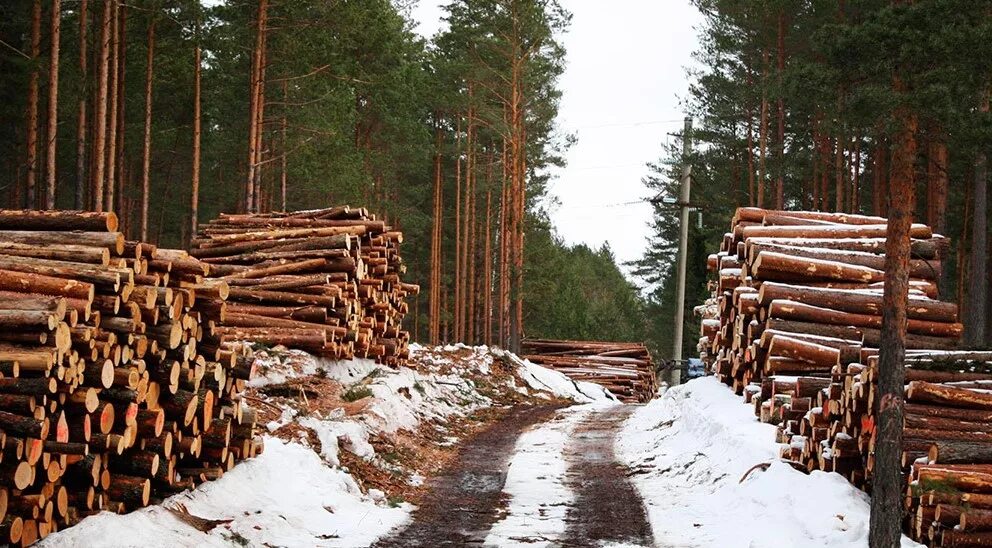 Лт 65 погрузка лесовоза. Деляна. Делянка в лесу. Делянка в лесу. Делянка леса.