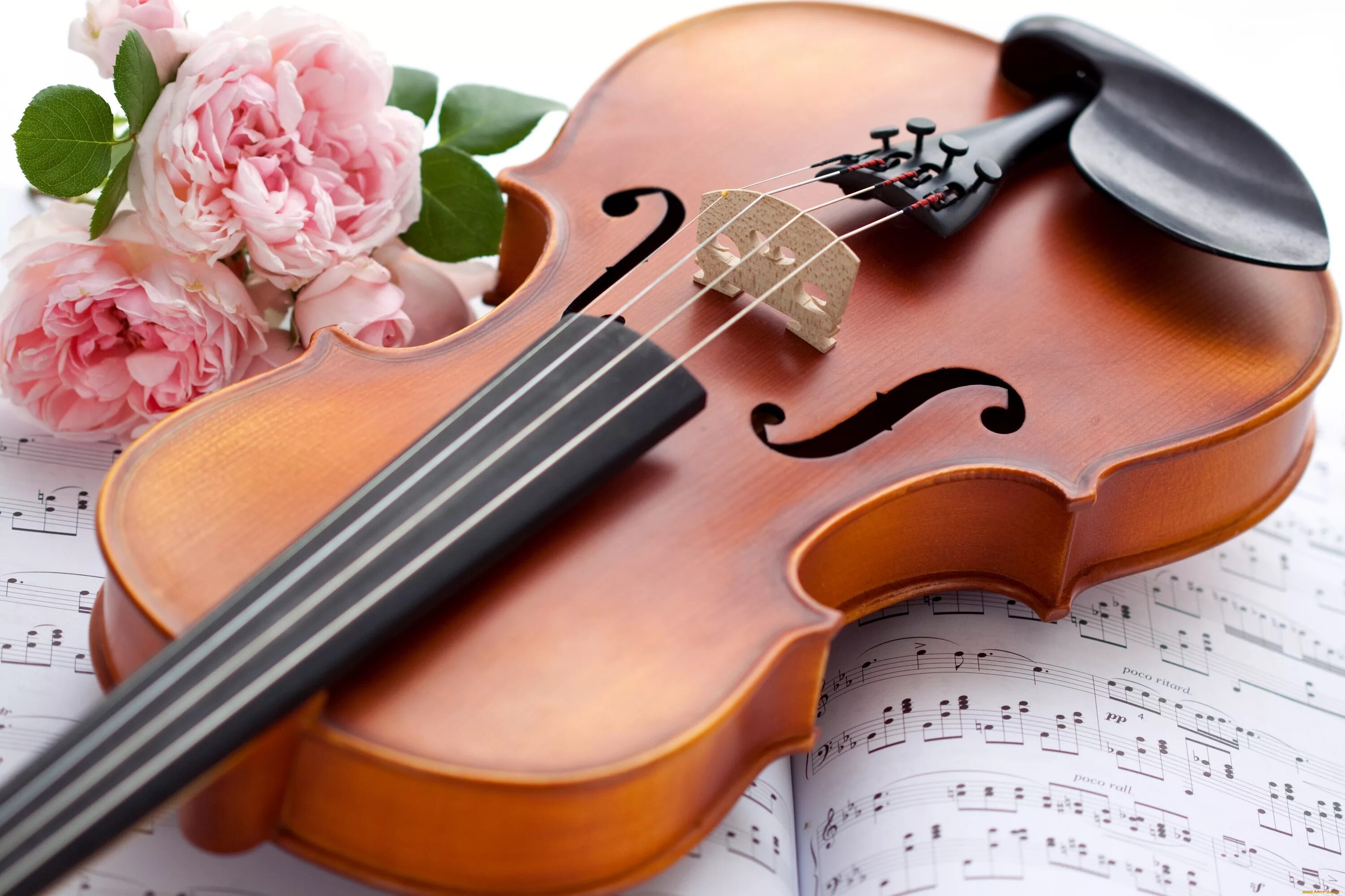 Скрипка. Музыкальные инструменты и цветы. Скрипка музыкальный инструмент. Скрипка картинка. Красивая музыка россии