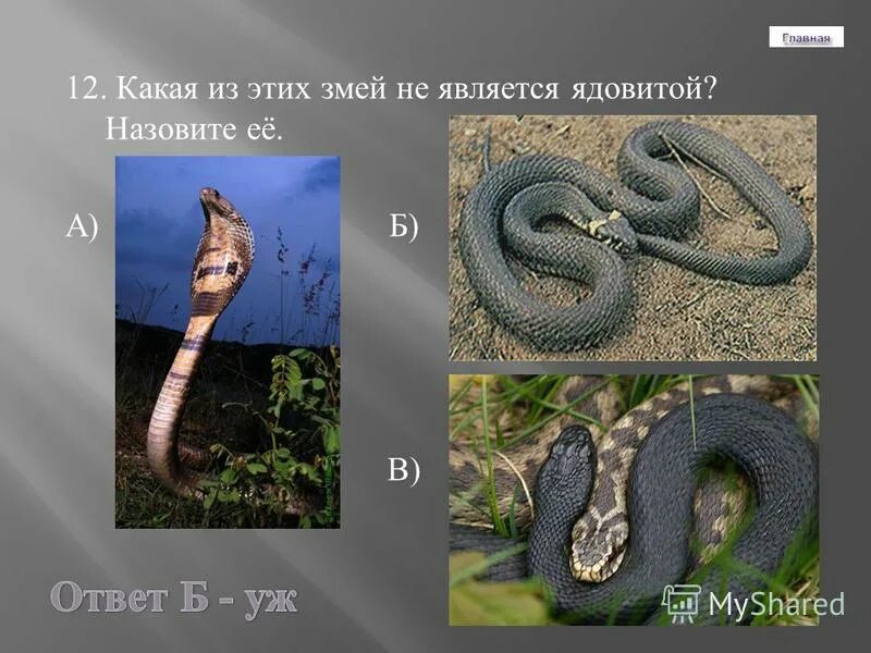 В кукле оказался ядовитый. Попал в молоко. Ядовитые вещества. Как вести себя в опасных ситуациях. Шон коннери рыцарь.