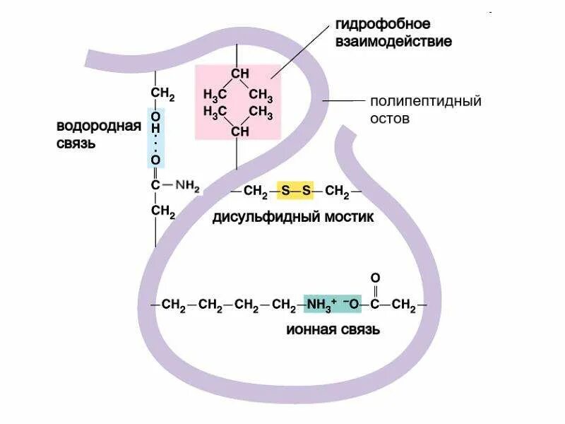 Образование дисульфидных связей в белке. Третичная структура белка дисульфидные мостики. Водородные связи в третичной структуре белка. Типы связей аминокислот в молекуле белка.. Водородные связи между радикалами аминокислотных остатков.