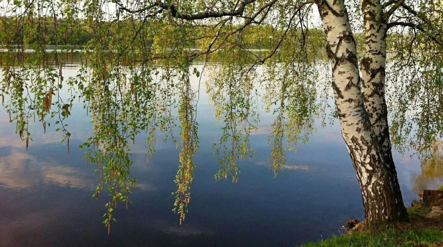 У реки Березка скромница. Березы у реки. Береза речка. Березка у реки. Облетевшей березке