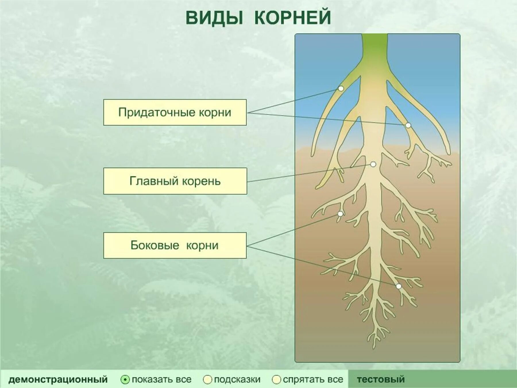 План по теме корень. Строение корня огурца. презентация на тему корень. типы корневых систем. строение корня боковой корень.