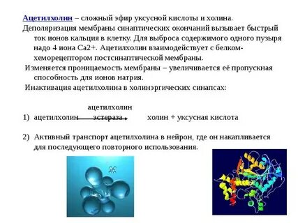 Холин биологическая роль
