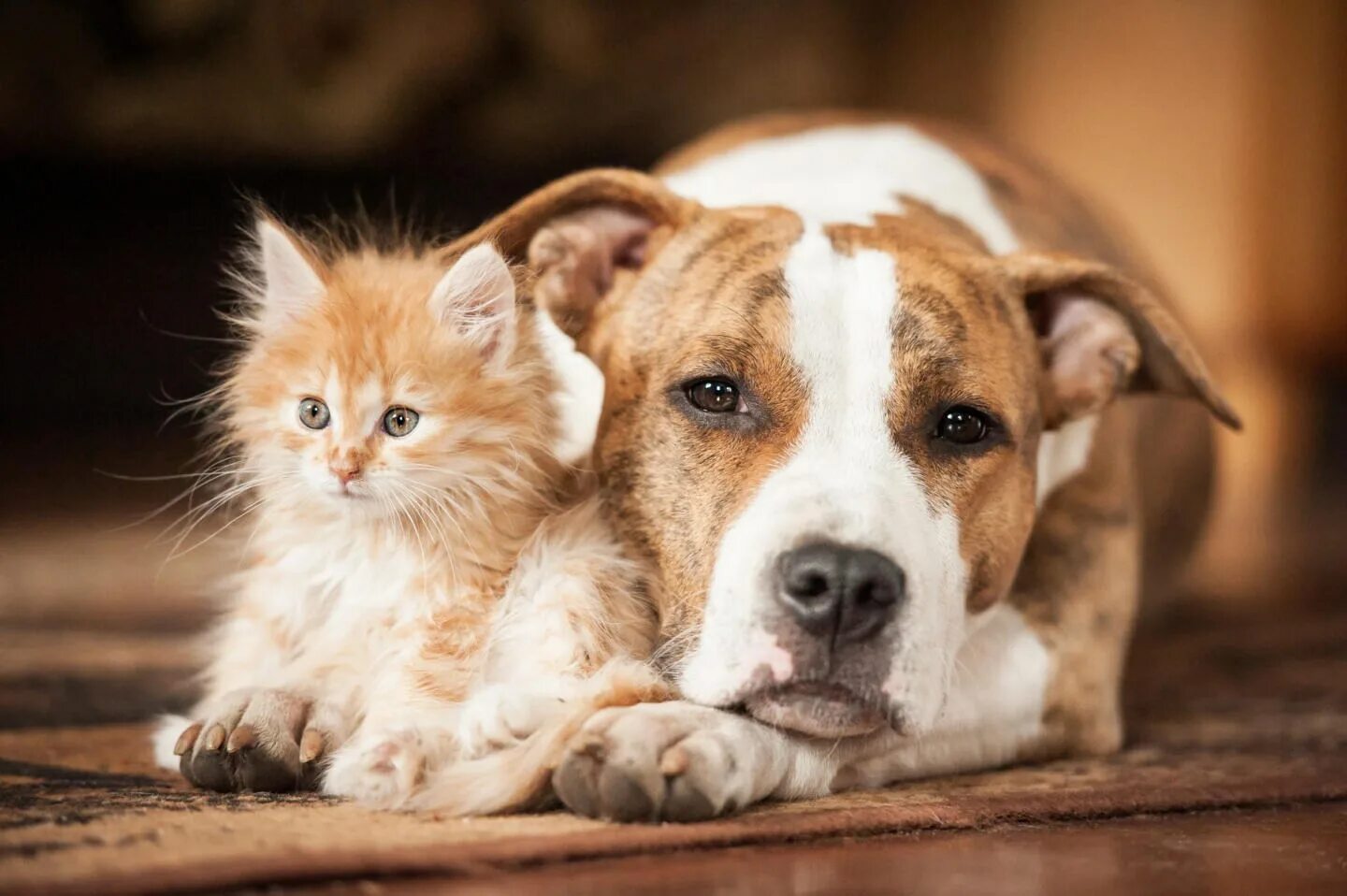Кошки и собаки. Красивые домашние животные. Красивые собаки и кошки. Фото кошек и собак. Pets фото