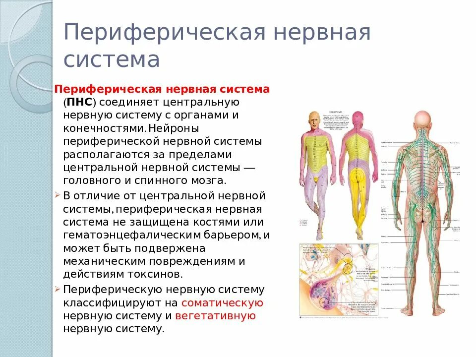 Периферическая нервная система. Рерифериеская нерваня с. Центральный и периферический отделы нервной системы. Функции периферической нервной системы человека. Органы центральной и периферической нервной системы