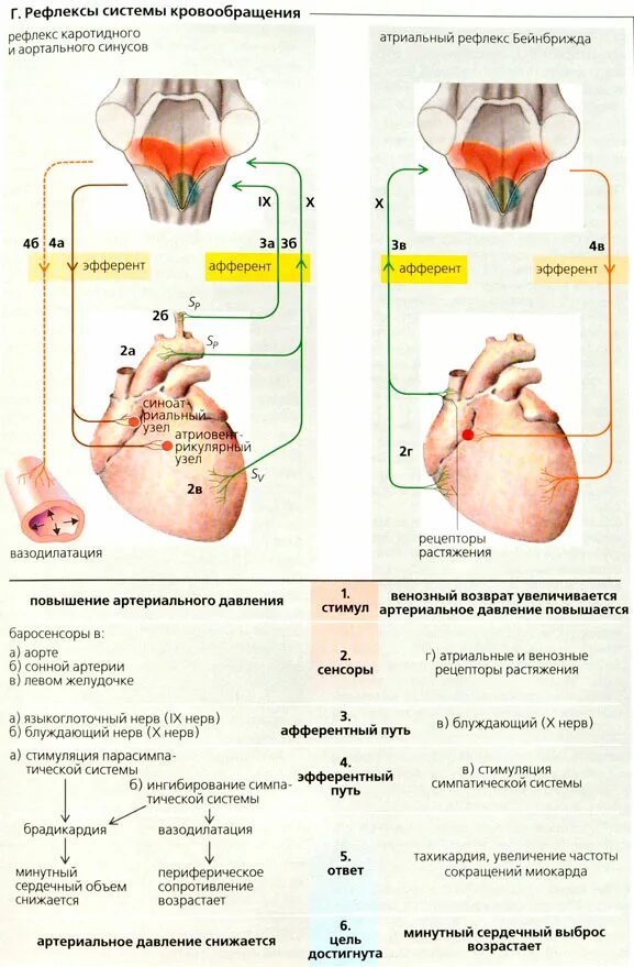 Собственные рефлексы. Собственные и сопряженные рефлексы сердечно-сосудистой системы. Рефлексы кровообращения. Сердечные и сосудистые рефлексы.
