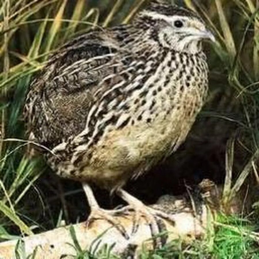Перепел бежит. Радужные перепела. Перепелка на таджикском. Quail habitat. Перепел обыкновенный coturnix coturnix.