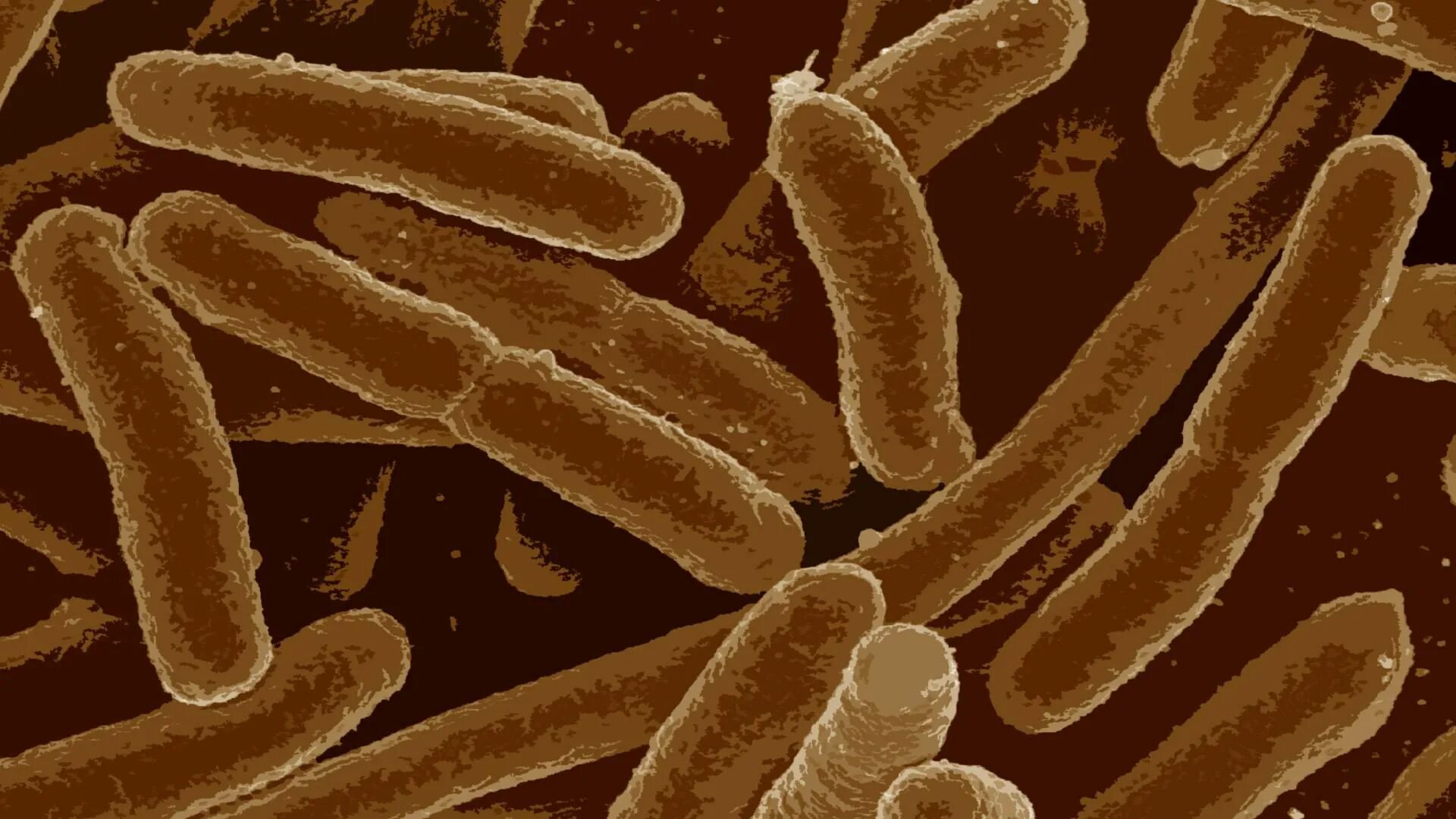 Сера бактерии. Сера бактерии. Сероокисляющие бактерии. Хемотрофные бактерии серобактерии. Зеленые несерные бактерии.