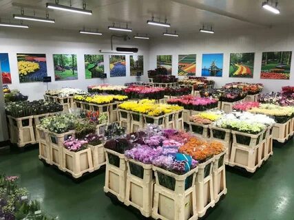 Еврофлор перово каталог товаров с ценами