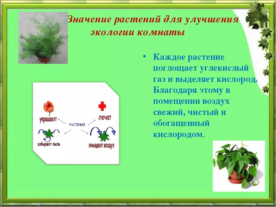 Какое значение для растения. Роль растений в экологии. Значение растений. Значение экологии растений. Значение растений для человека.