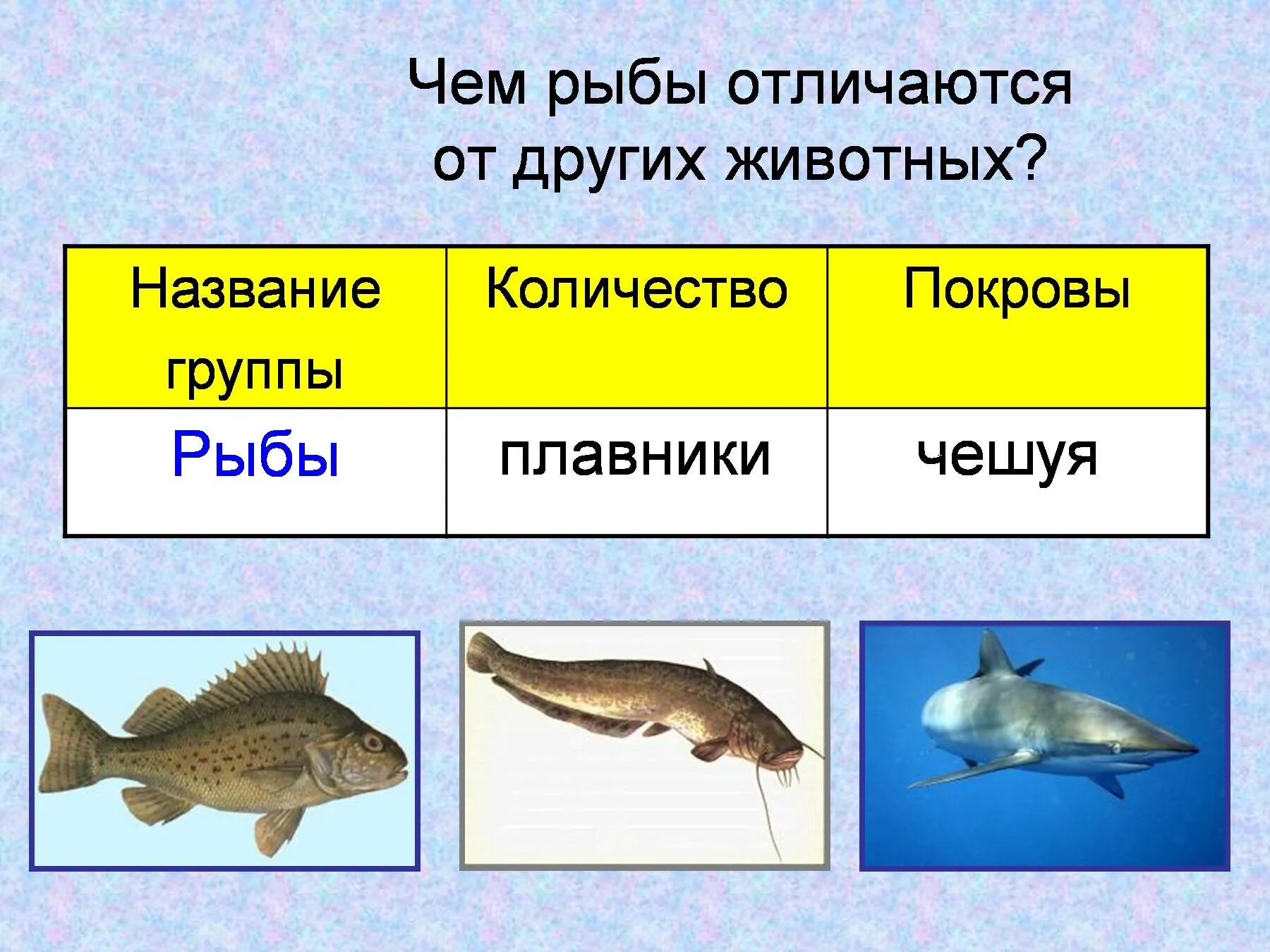 Чем рыбы отличаются от других животных. Представители группы рыбы домашние животные. Названия групп животных. Чем отличаются рыбы. Примеры группы рыбы