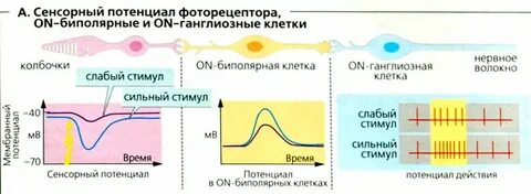 Биполярные клетки сетчатки