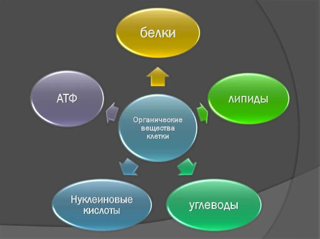 Функции нуклеиновых кислот углеводов. Функции белков углеводов жиров липидов. Белки липиды углеводы. Белки жиры углеводы нуклеиновые кислоты. Углеводы и липиды.