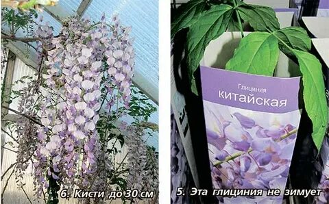 Глициния из семян выращивание
