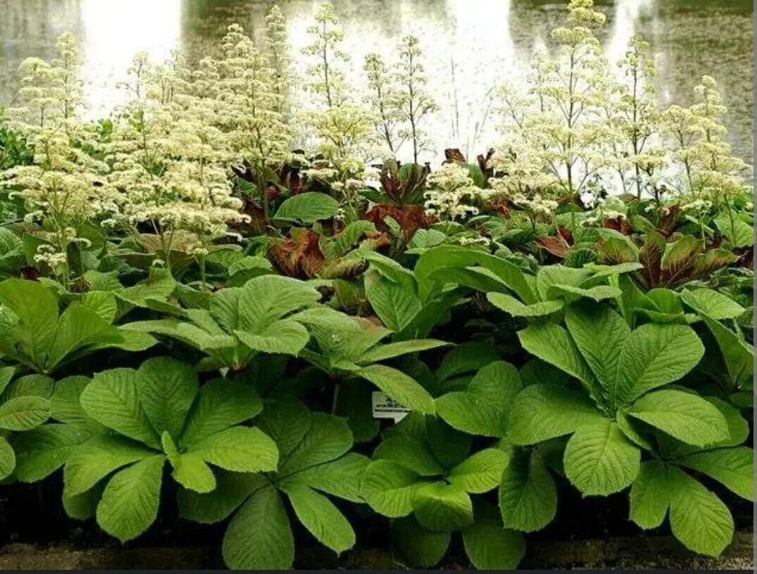 Роджерсия перистая элеганс. Роджерсия конско-каштаносистная. Роджерсия aesculifolia. Роджерсия перистая. Роджерсия перистая 'elegans'.