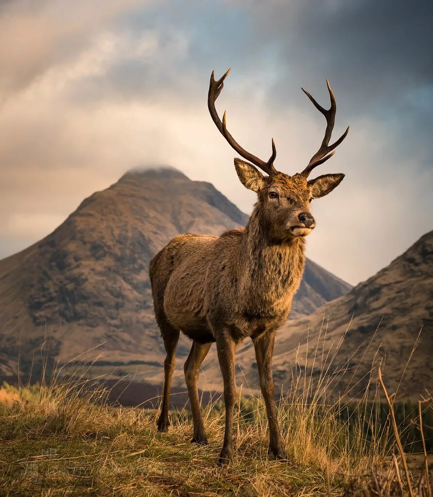 Scotland animal. Фауна Шотландии. Благородный олень. Шотландский благородный олень. Англия благородный олень.