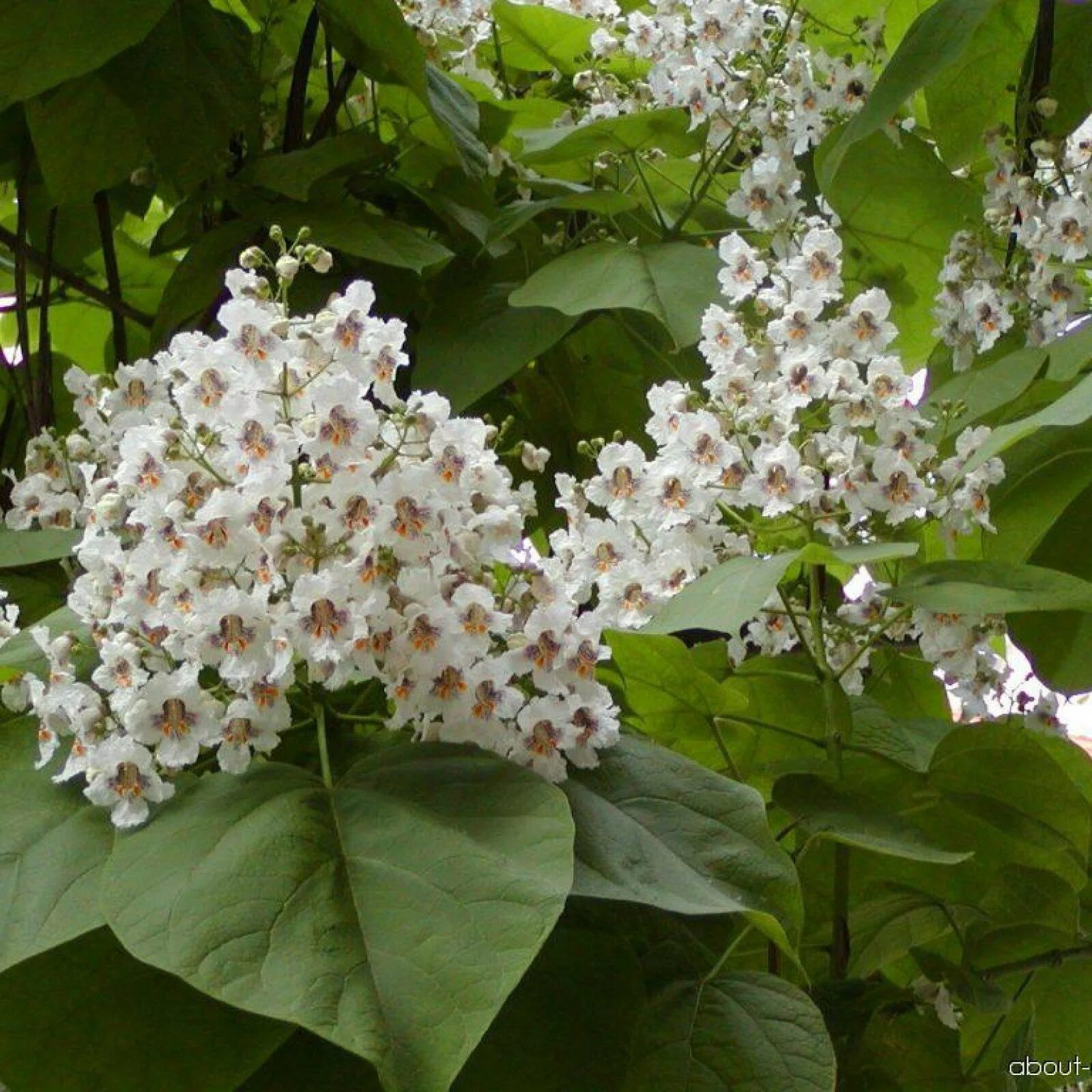 Катальпа бигнониевидная. Катальпа бигнониевидная (Catalpa bignonioides). Катальпа бигнониевидная (Catalpa bignonioides Walter). Катальпа дерево. Дерево с огромными листьями